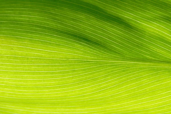 Mooi Botanisch Schot Natuurlijk Behang — Stockfoto