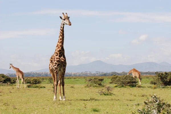 Girafas Savana Africana — Fotografia de Stock
