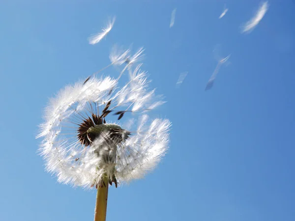 Prachtig Uitzicht Natuurlijke Paardebloem — Stockfoto