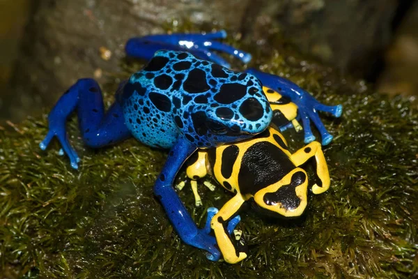 カエル両生類池動物 — ストック写真