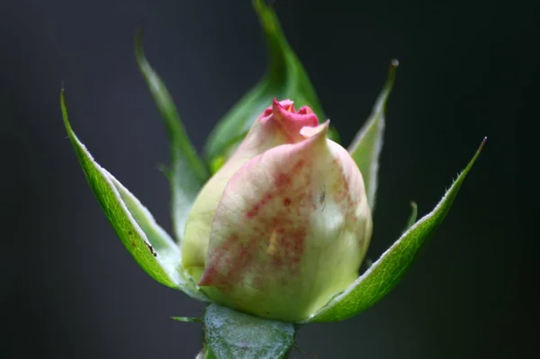 Rosenblüten Blütenblätter Flora — Stockfoto