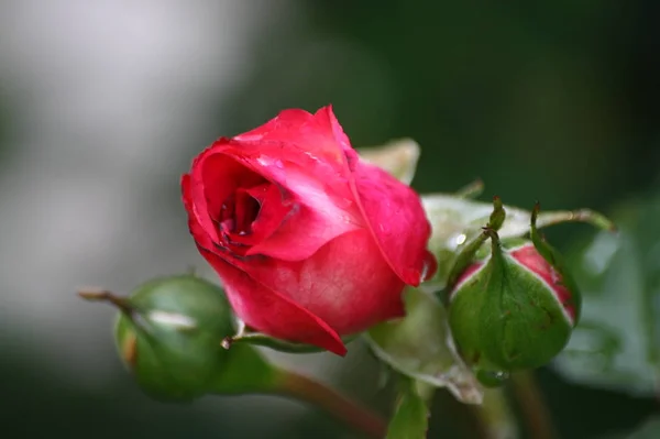 Rosa Roja Pétalos Flores Flora — Foto de Stock