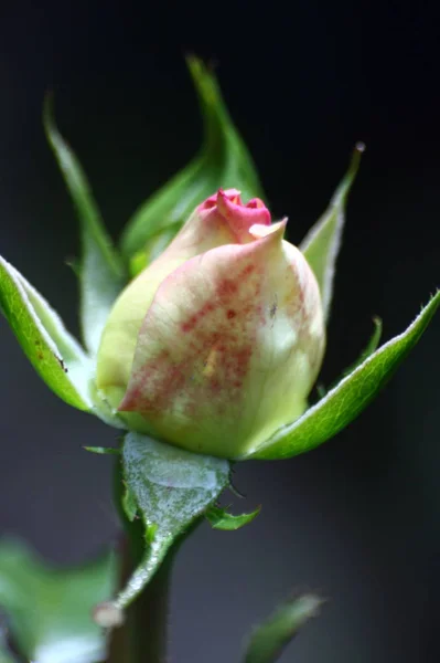 Γραφική Θέα Του Όμορφου Λευκού Τριαντάφυλλου — Φωτογραφία Αρχείου
