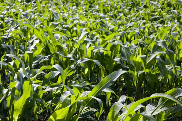 Maisfeld Sommer — Stockfoto