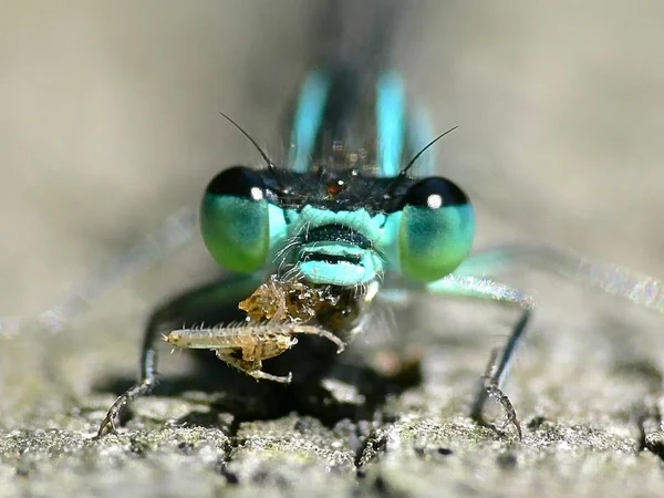 羽や昆虫などの自然虫が — ストック写真