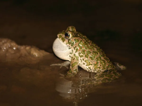 Krötenreptil Frosch Amphibientier — Stockfoto