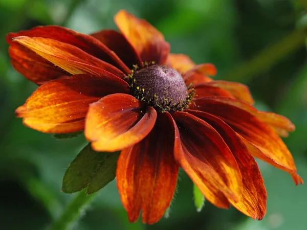Καλοκαιρινή Χλωρίδα Λουλούδι Και Βοτανική Έννοια — Φωτογραφία Αρχείου