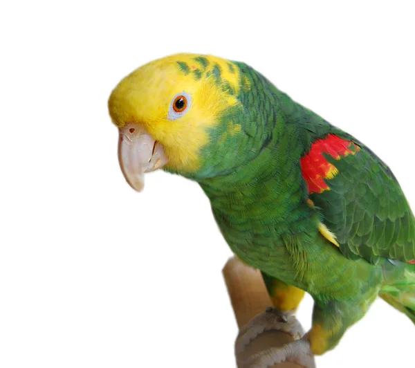 Malebný Pohled Krásného Papouška Přírodě — Stock fotografie