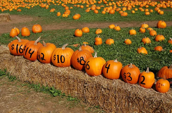 Street Sale Pumpkins — Stock Photo, Image