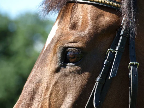 Paarden Overdag Buiten — Stockfoto