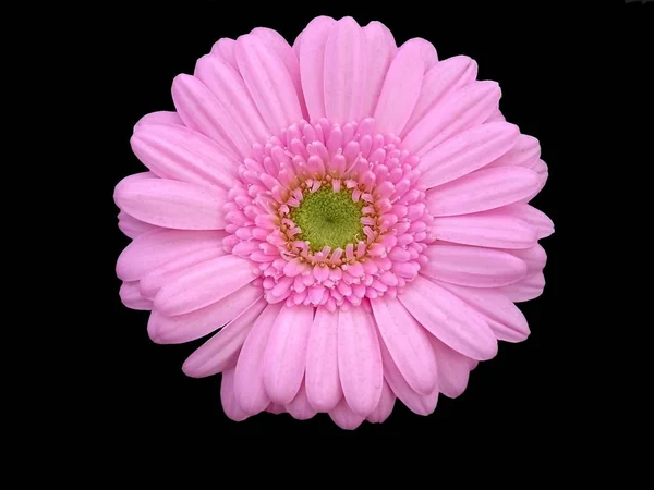 Gerbera Flor Verão Pétalas Florais — Fotografia de Stock