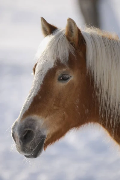 Haflinger Portret Zimie — Zdjęcie stockowe