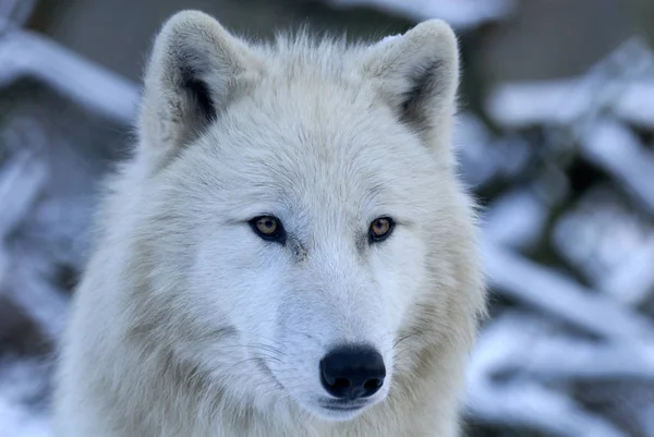 Visão Cênica Lobo Selvagem Natureza — Fotografia de Stock