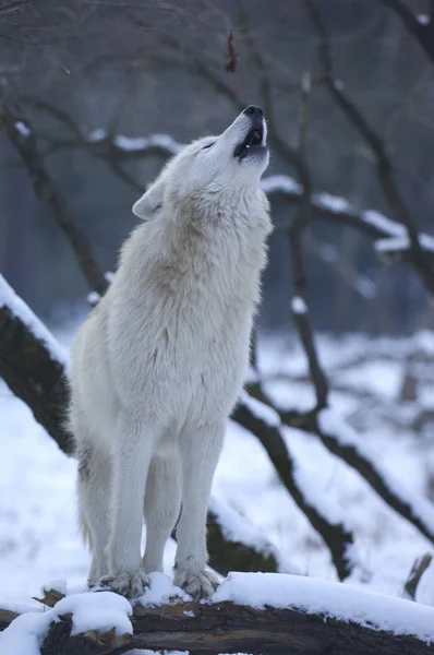 Kutup Kurdu Karla Kaplı Ağaç Gövdesinde Oturur Uluyan Köpek Lupus — Stok fotoğraf