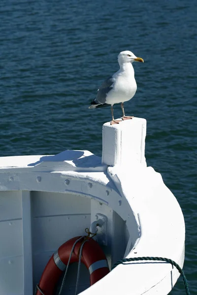 Vacker Utsikt Över Vackra Måsfåglar Naturen — Stockfoto