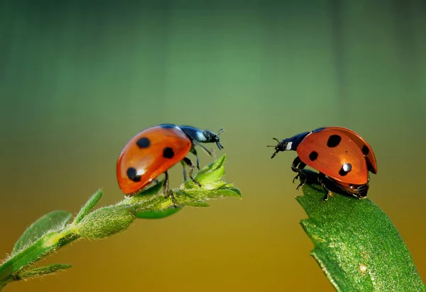 Closeup View Cute Ladybug Insect — Stock Photo, Image