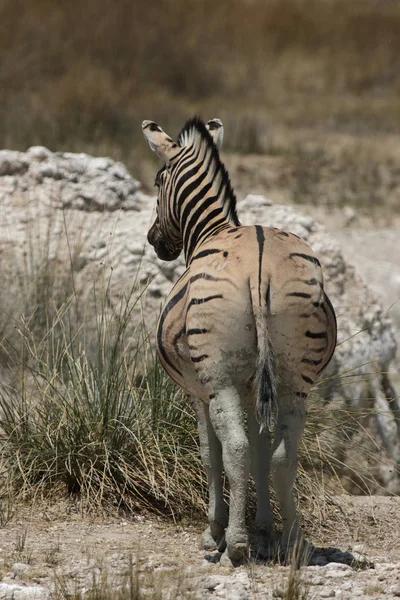 Gestreiftes Zebratier Säugetier — Stockfoto