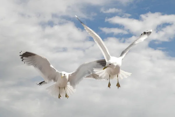 Güzel Martı Kuşlarının Manzarası — Stok fotoğraf