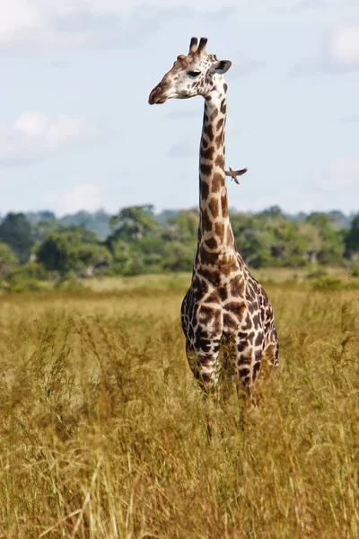 Zürafa Hayvanı Afrika Otçul Memelisi — Stok fotoğraf