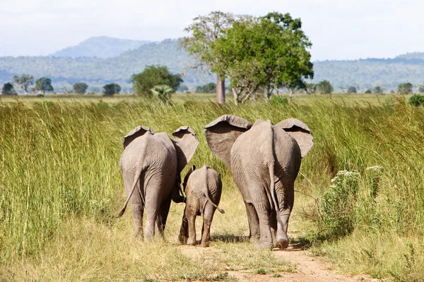 Família Elefantes Estepe Tanzânia — Fotografia de Stock