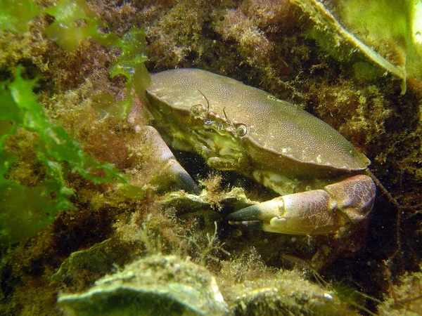 Meeresthema Tapete Unterwasser Aufnahme — Stockfoto