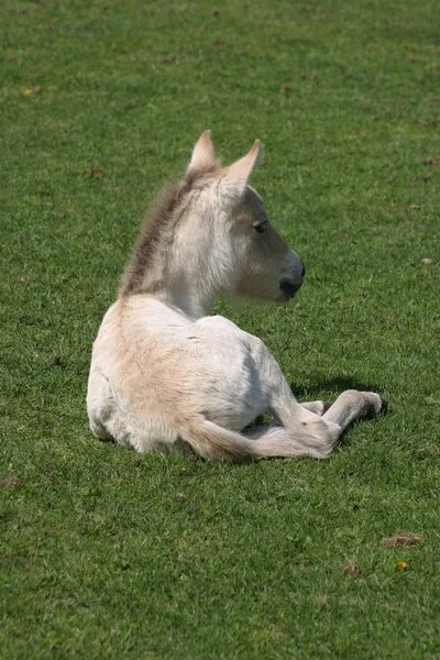 Dierenwelzijn Dierentuin — Stockfoto