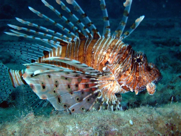 海洋生物 水中のアシカ 水中動物 — ストック写真