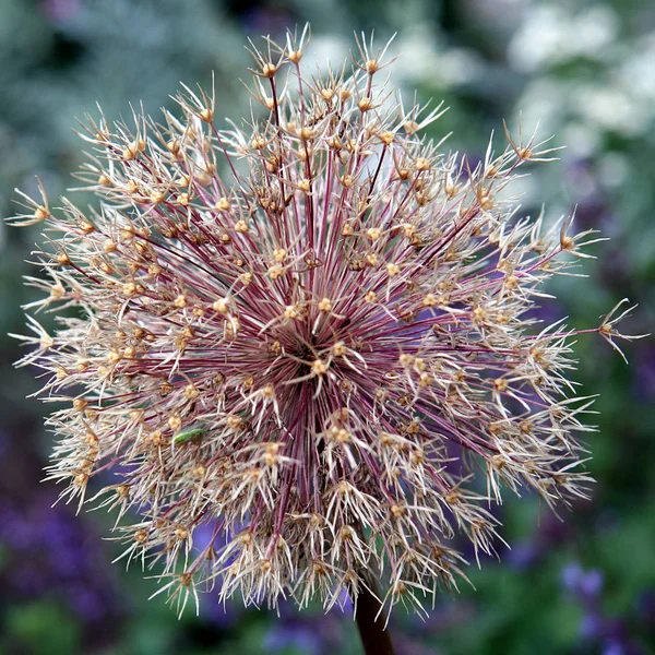 Květina Allia Botanická Flóra — Stock fotografie