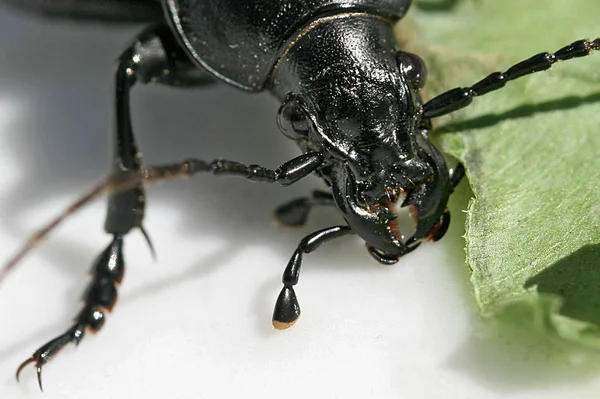 Close Van Een Insect Wilde Natuur — Stockfoto