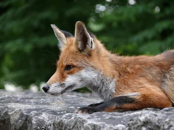 Zorro Rostro Pelo Rojo Sobre Naturaleza — Foto de Stock