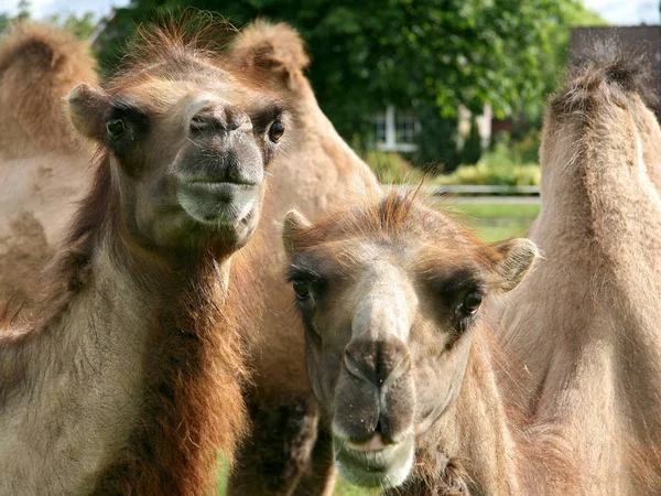 Zbliżenie Zwierząt Zoo — Zdjęcie stockowe