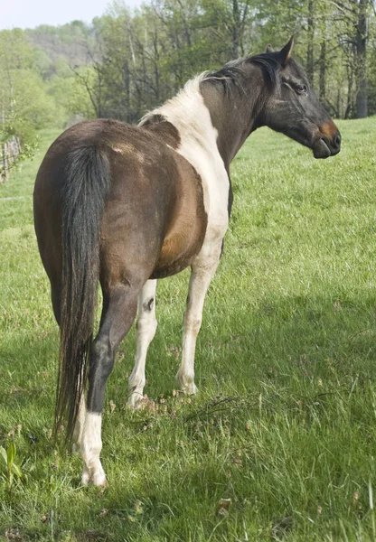 Lindo Caballo Naturaleza Salvaje —  Fotos de Stock