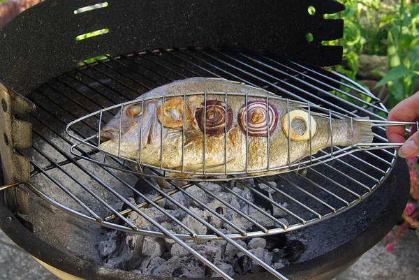 Dorada Brema Cabeça Dourada — Fotografia de Stock