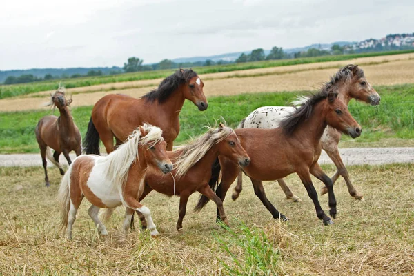 Pferde Tagsüber Freien — Stockfoto