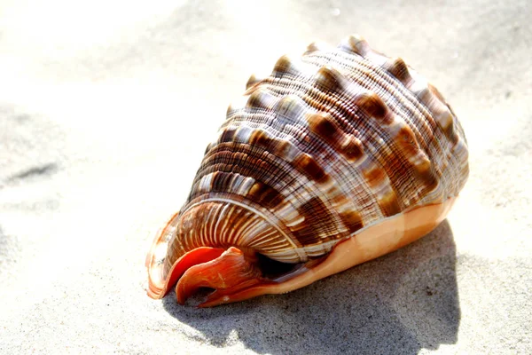 Shell Nella Sabbia — Foto Stock
