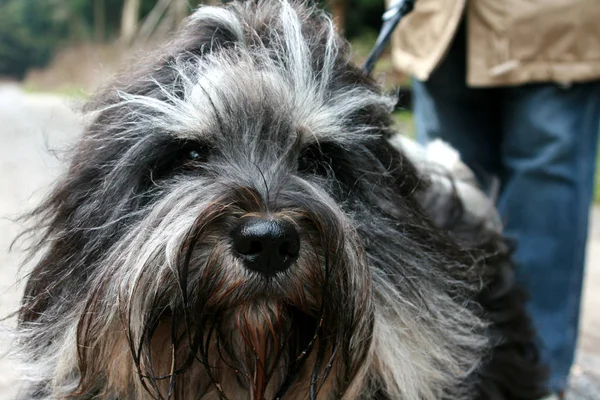 Tibetan Terrier God Pet Animal Stock Picture