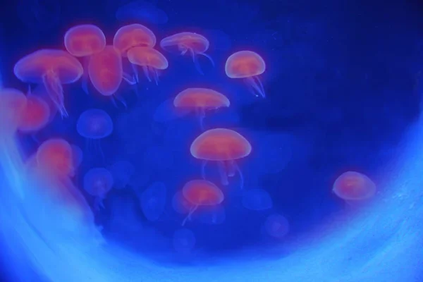 Ubur Ubur Laut Bawah Air Makhluk Hidup Laut — Stok Foto