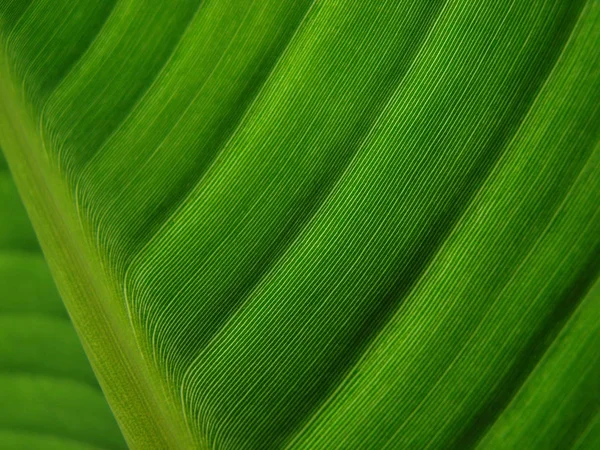 Grüne Tropische Palmblätter Hintergrund — Stockfoto