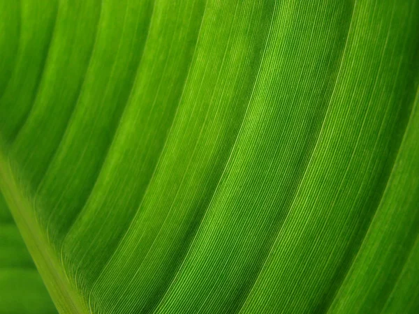 Verde Palma Tropical Fondo —  Fotos de Stock