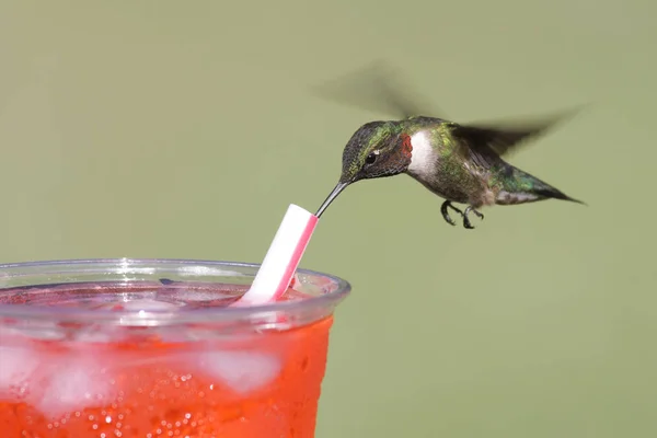 Schöne Aussicht Auf Den Kolibri — Stockfoto