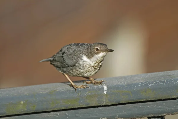 Closeup Άποψη Του Χαριτωμένο Πουλί Dipper — Φωτογραφία Αρχείου