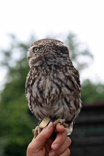 若い動物の選択的焦点は — ストック写真