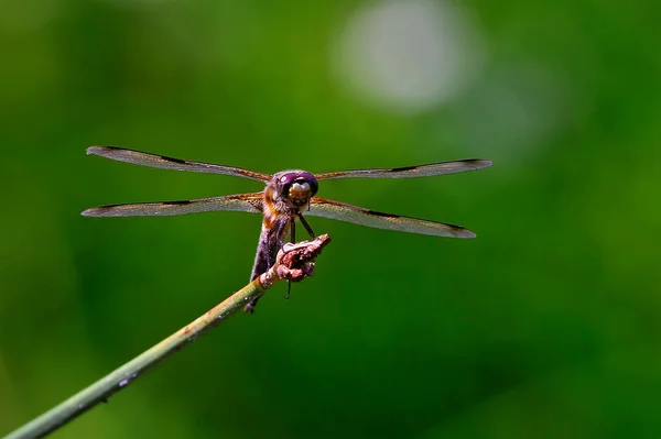 Anyone Knows Name Dragonfly May Well Tell — стоковое фото