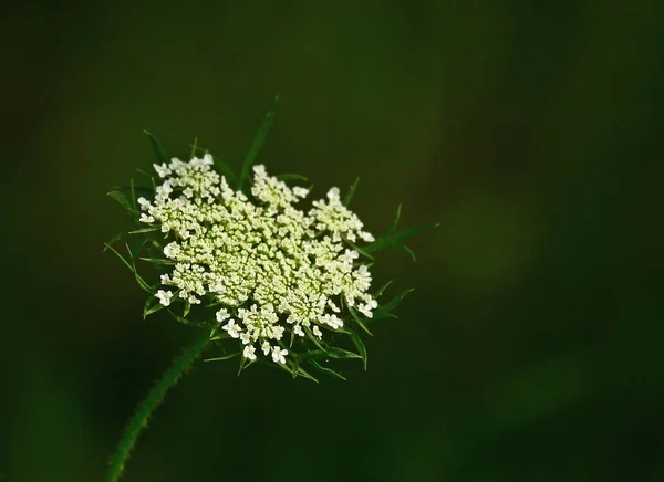 Belles Fleurs Fond Concept Floral — Photo