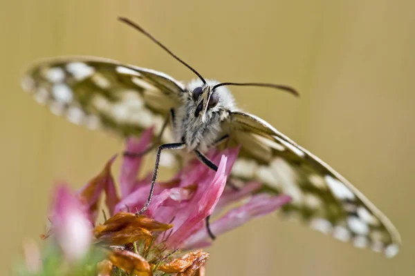 Close Uitzicht Van Exotische Mooie Falter — Stockfoto