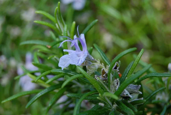 Romarin Vert Flore Végétale Base Plantes — Photo