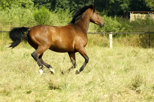 Söt Häst Vild Natur — Stockfoto