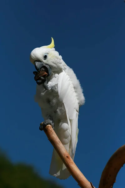 Comer Cockatoo Amarelo Encapuzado — Fotografia de Stock