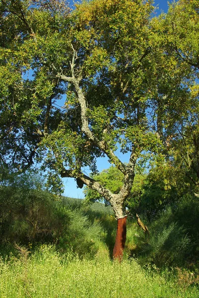 Parafa Tölgyfa Természetes Növény — Stock Fotó