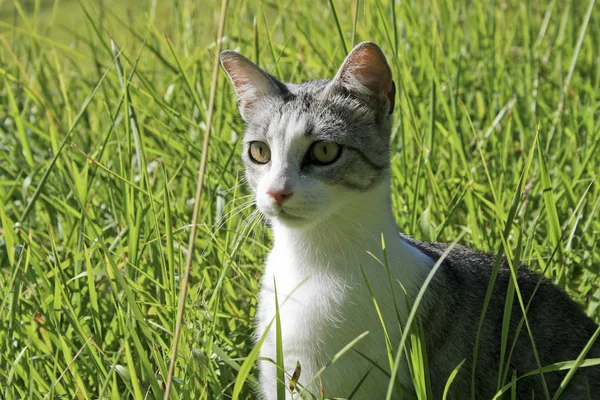 Portrait Cute Cat — Stock Photo, Image